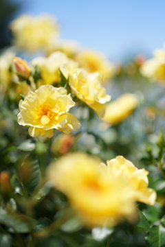 5月の薔薇たち