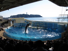 イルカと江の島
