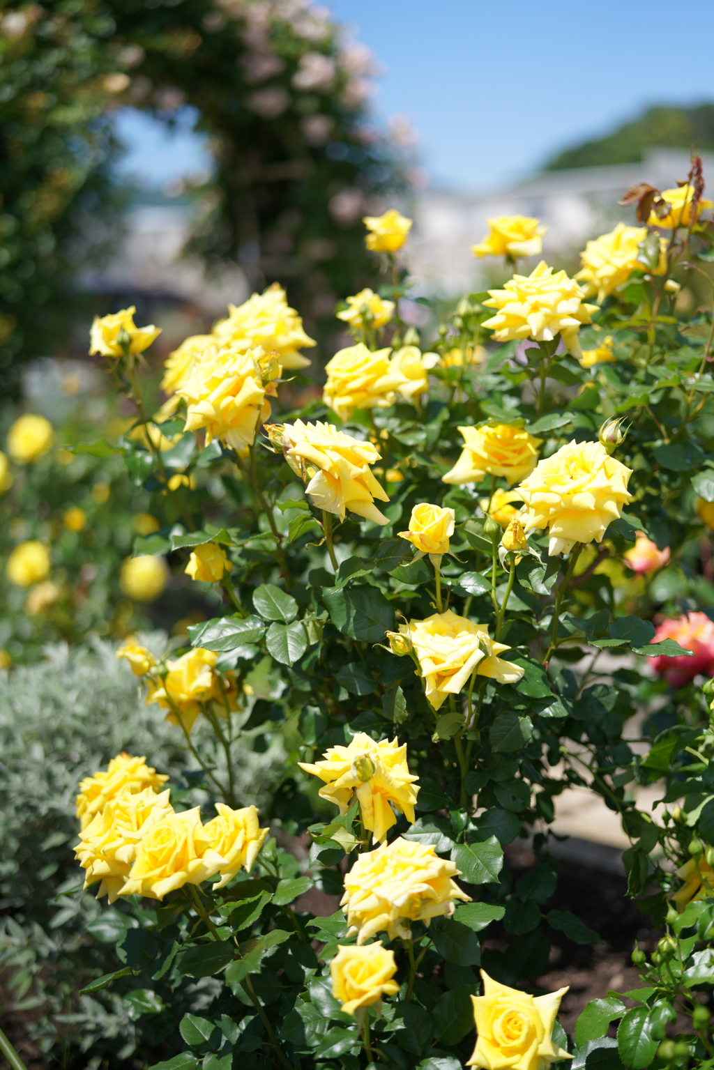 5月の薔薇たち
