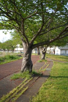 散歩道