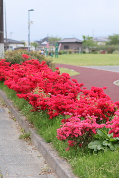 鮮烈の赤