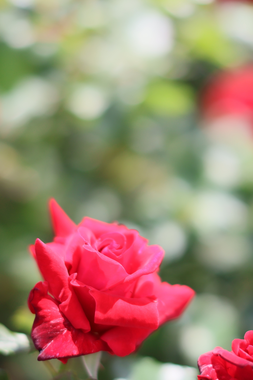 5月の薔薇たち