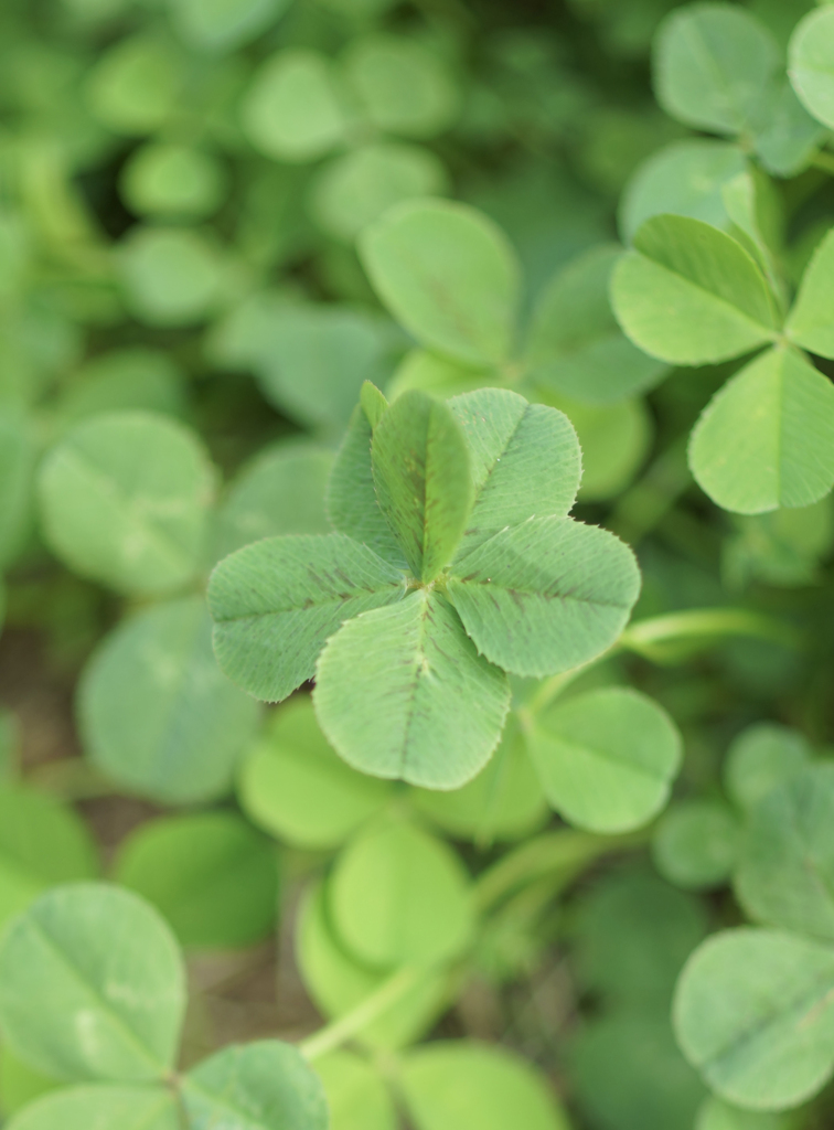 Six-leaf clover
