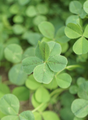 Six-leaf clover