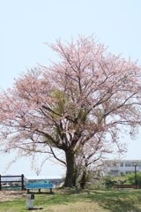 桜 2024-4