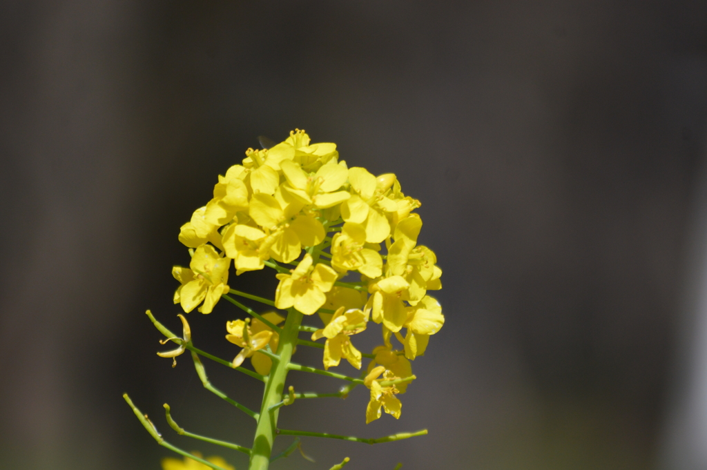 菜の花