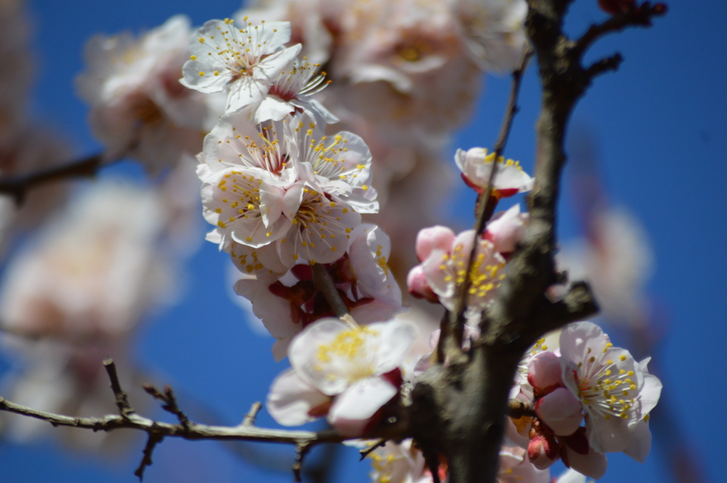 冬桜