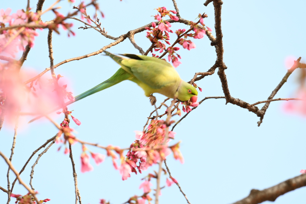 鳥だって、桜を楽しみたいよ