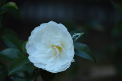 DSC_1310