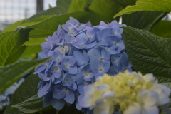 紫陽花