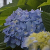紫陽花