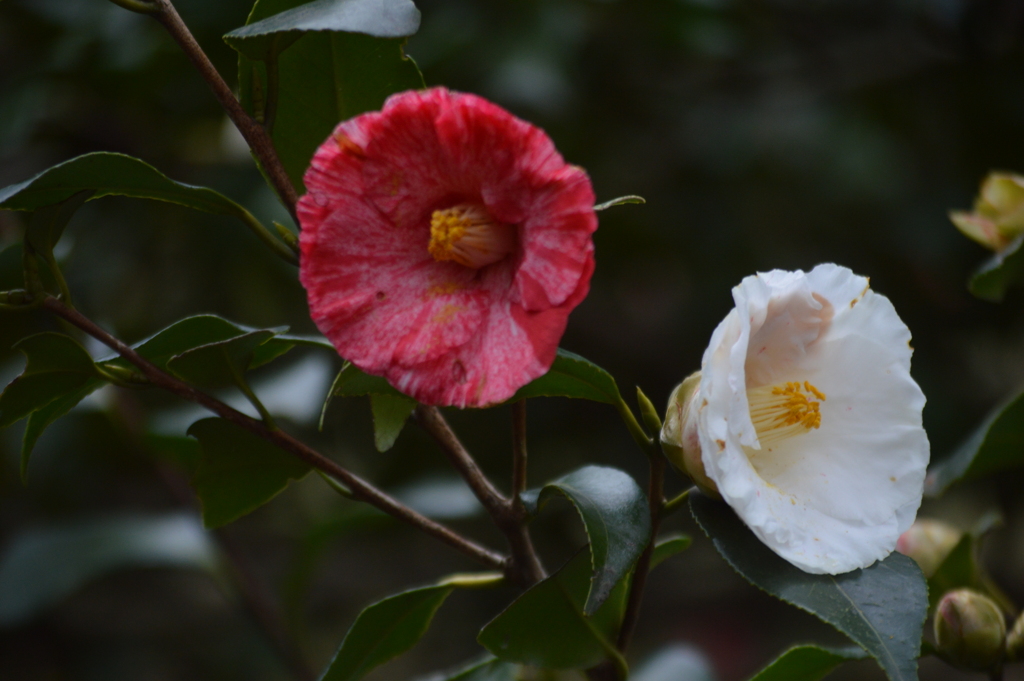 赤白の花々