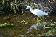 川辺の白鳥