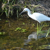 川辺の白鳥