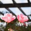 花よ咲け