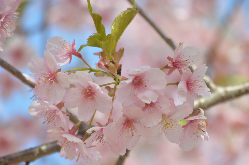 Sakura