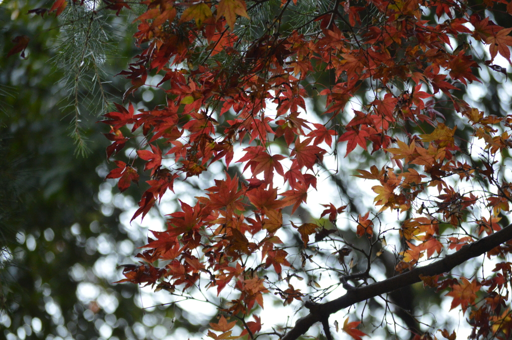 紅葉