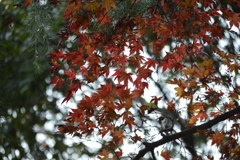 紅葉