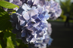 日光煌めく紫陽花