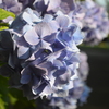 日光煌めく紫陽花