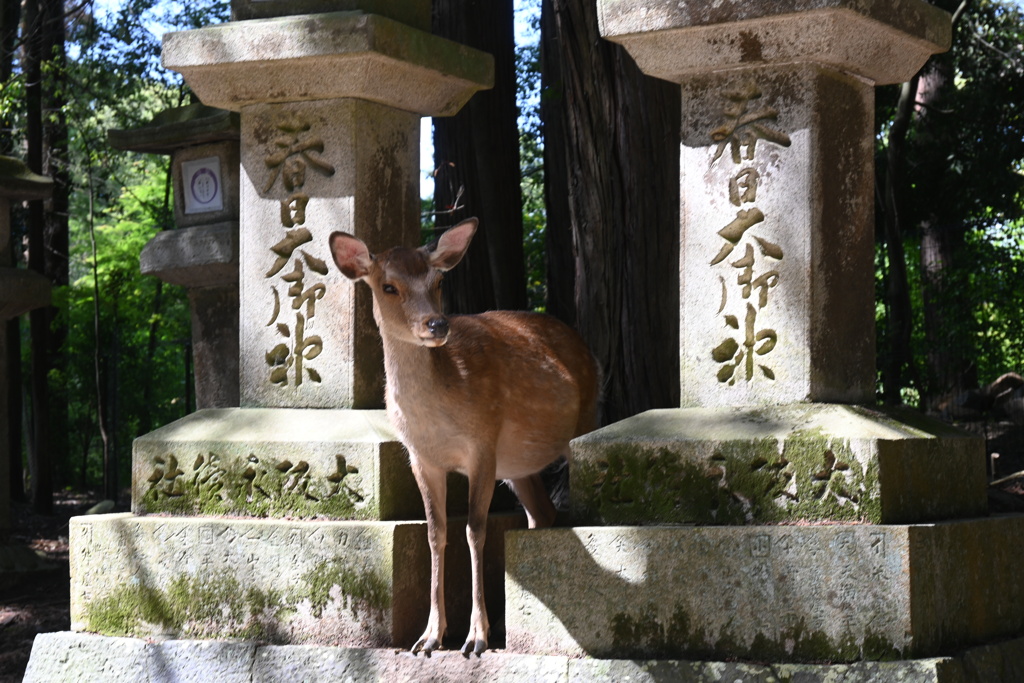 鹿がひょっこりと
