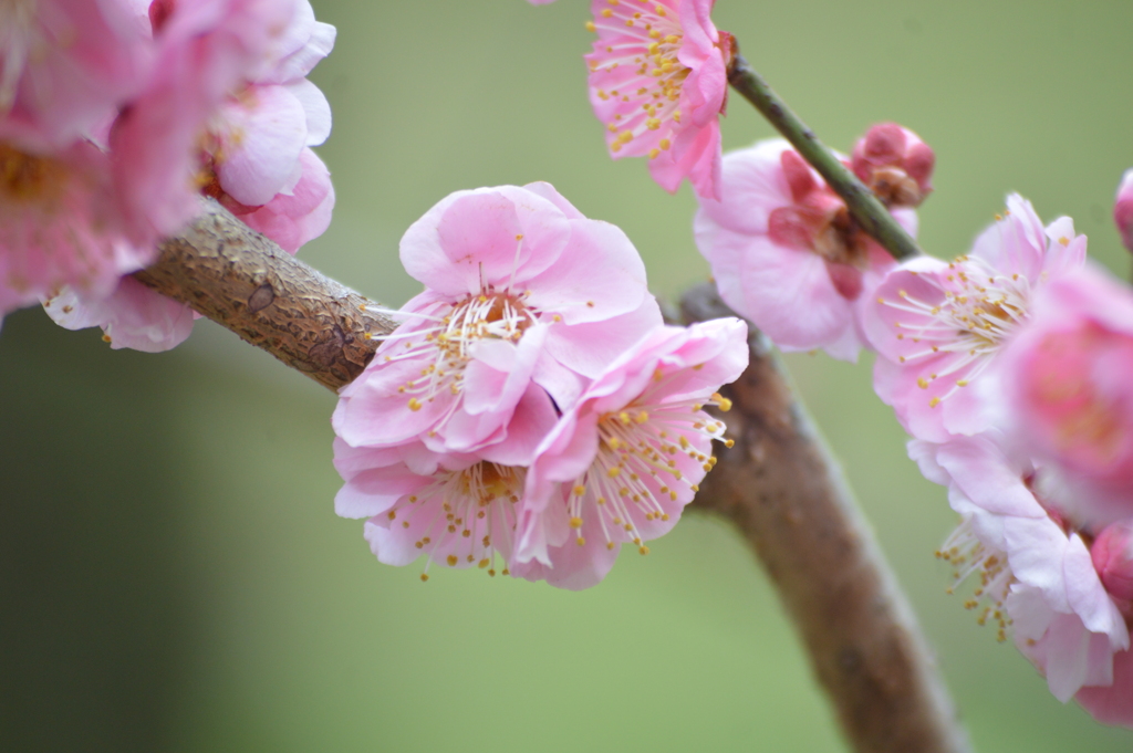 サクラの花ーpart②ー