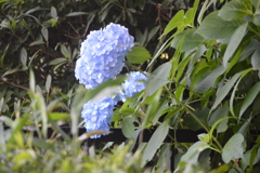紫陽花