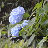 紫陽花