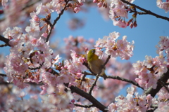 小鳥と桜