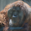 オランウータン