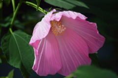 夏の静かな花