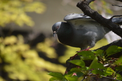 鳥