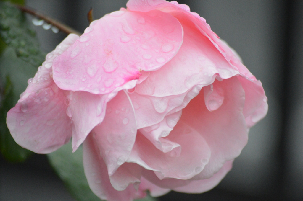 雨上がり