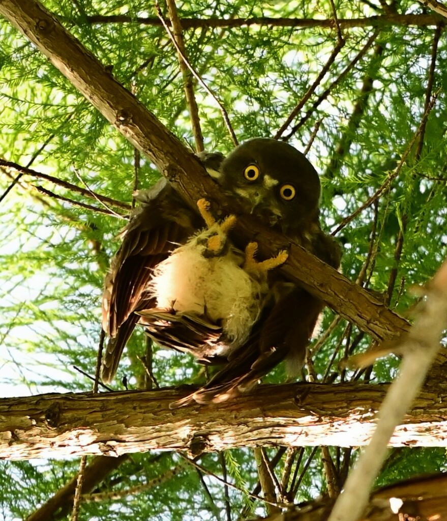 アオバズクの赤ちゃん　　ばぶぅ〜