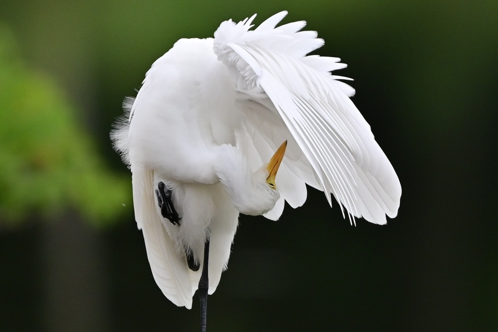 チュウサギ