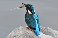 カワセミ