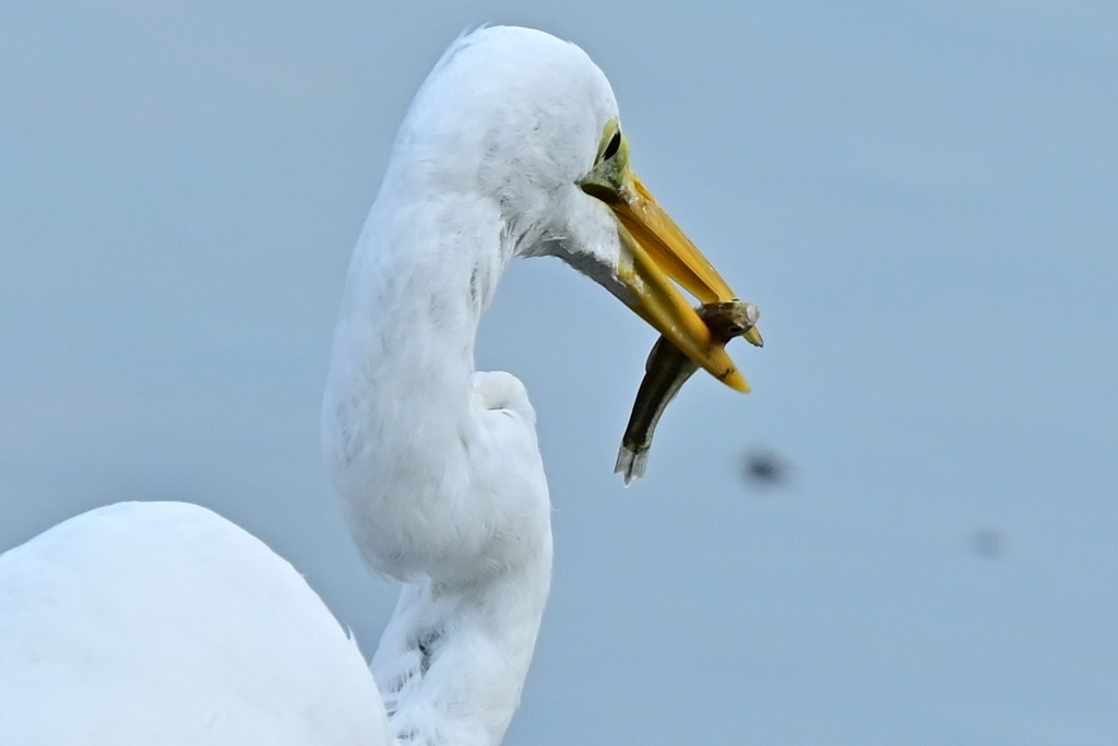 ダイサギ
