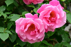 薔薇