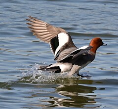 ヒドリガモ離陸