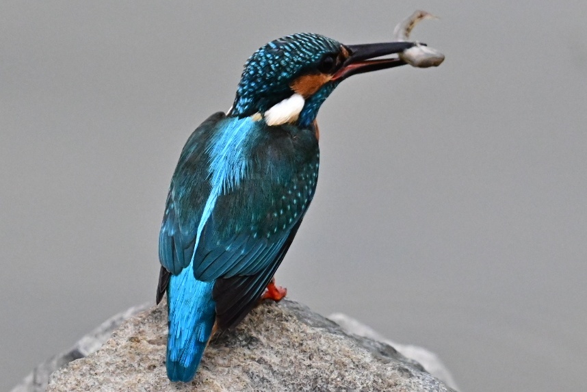 カワセミ