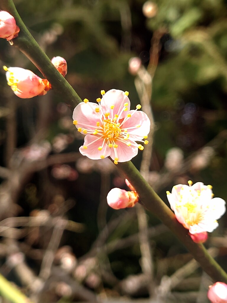 桜