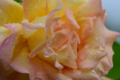 薔薇