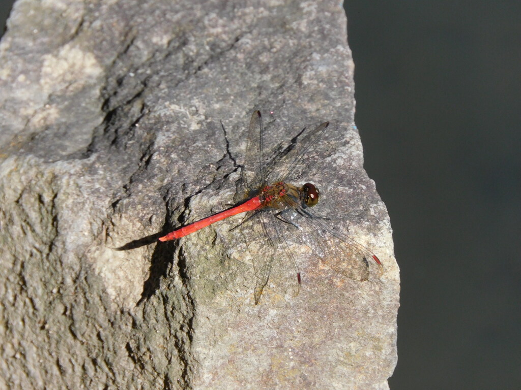 アキアカネ