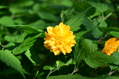ヤマブキ