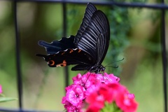 黒アゲハ蝶