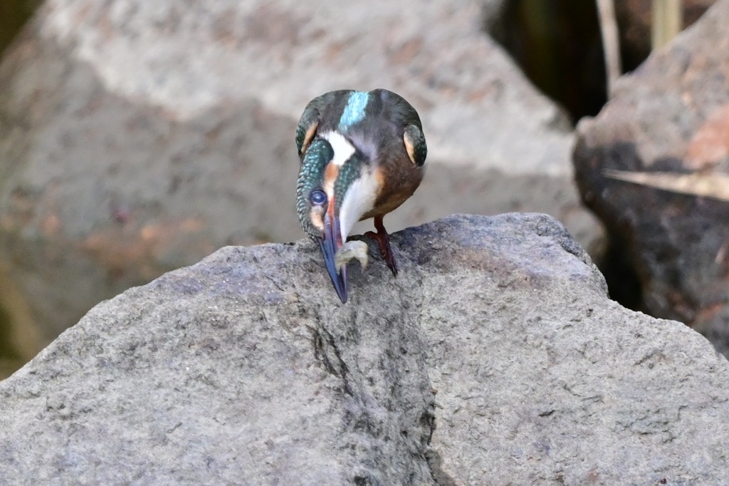 カワセミ