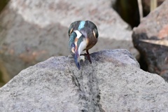 カワセミ