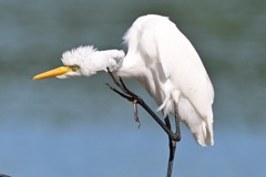 アマサギ