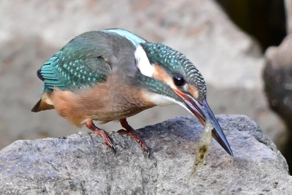 カワセミ