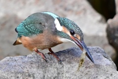 カワセミ